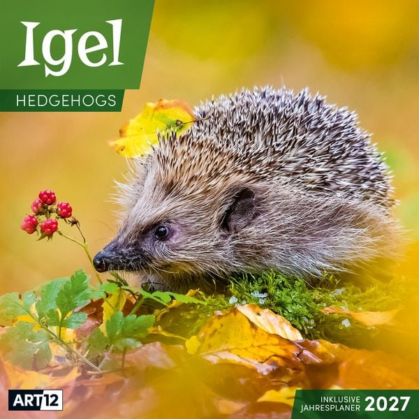 Produktbild: Igel Kalender 2027 - 30x30 - Art12
