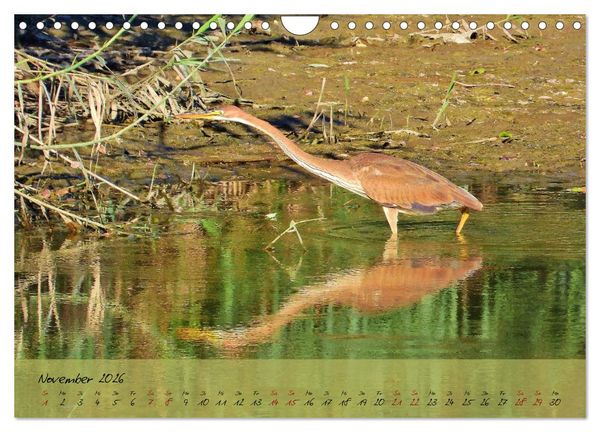 Produktbild: Wildes S&uuml;dfrankreich (Wandkalender 2026 DIN A4 quer), CALVENDO Monatskalender