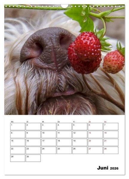 Produktbild: Lagotto Romagnolo - Lustige Zwerge (Wandkalender 2026 DIN A3 hoch), CALVENDO Monatskalender