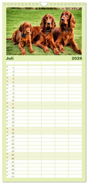 Produktbild: Familienplaner 2026 - Irish Setter - Anmut pur mit 5 Spalten (Wandkalender, 21 x 45 cm) CALVENDO