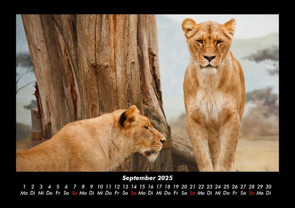 Produktbild: L&ouml;wen in der Wildnis 2025 Fotokalender DIN A3