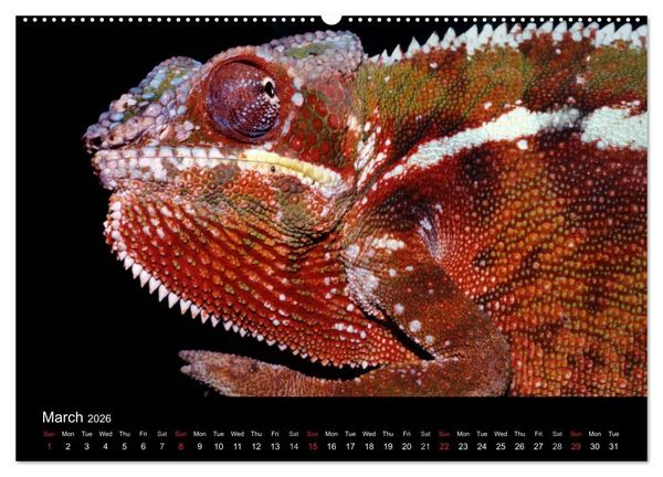 Produktbild: Chameleons Monsters of the African Bush (High Quality Premium Wall Calendar 2026 DIN A2 landscape),CALVENDO 12 Month Wall Calendar