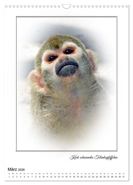 Produktbild: Affenblicke (Wandkalender 2026 DIN A3 hoch), CALVENDO Monatskalender