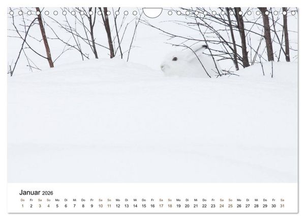 Produktbild: Finnland: eine tierische Entdeckungsreise (Wandkalender 2026 DIN A4 quer), CALVENDO Monatskalender