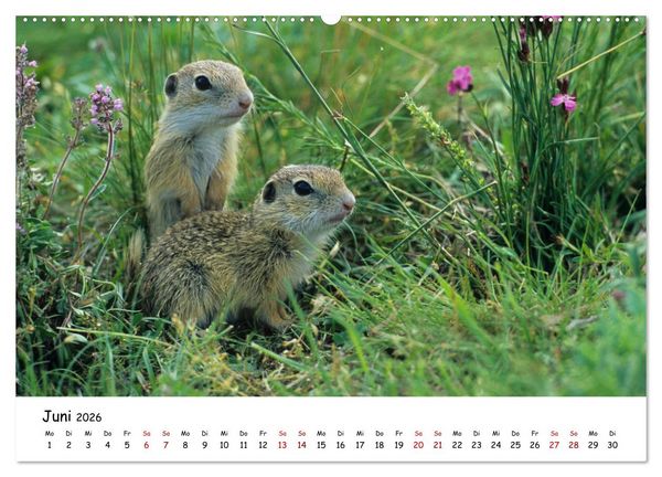 Produktbild: Tierkinder in freier Wildbahn (Wandkalender 2026 DIN A2 quer), CALVENDO Monatskalender