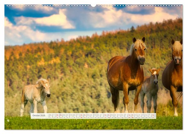 Produktbild: Haflinger im Th&uuml;ringer Wald (Wandkalender 2026 DIN A2 quer), CALVENDO Monatskalender