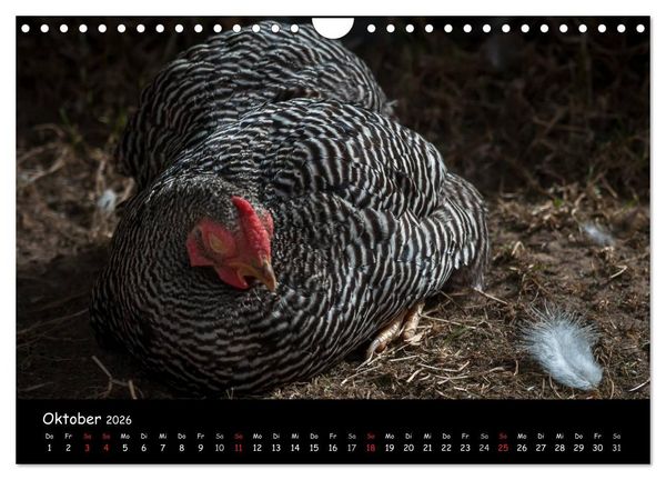 Produktbild: Gartenh&uuml;hner (Wandkalender 2026 DIN A4 quer), CALVENDO Monatskalender