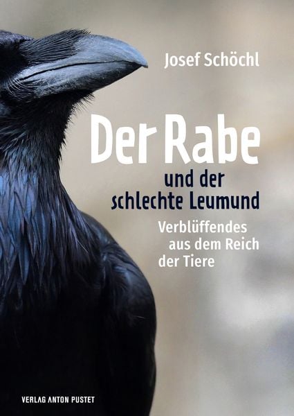 Der Rabe und der schlechte Leumund