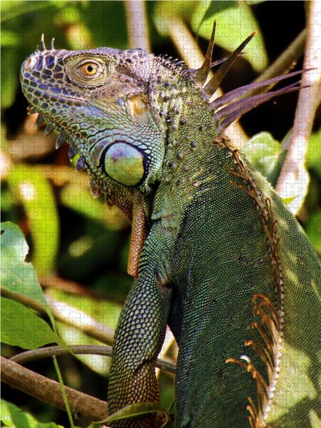 Produktbild: CALVENDO Puzzle Gr&uuml;ner Leguan im Tortuguero National Park | 1000 Teile Lege-Gr&ouml;&szlig;e 64x48cm Foto-Puzzle f&uuml;r gl&uuml;ckliche Stunden