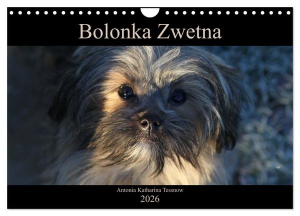 Produktbild: Bolonka Zwetna 2026 (Wandkalender 2026 DIN A4 quer), CALVENDO Monatskalender