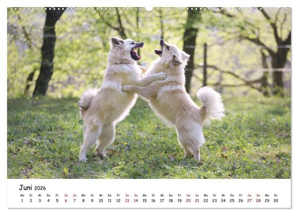 Produktbild: Islandhunde (Wandkalender 2026 DIN A2 quer), CALVENDO Monatskalender