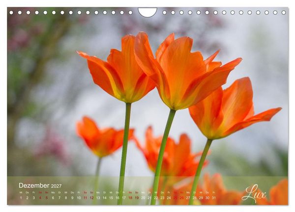 Produktbild: Tulipa et Verba &ndash; Tulpenbl&uuml;ten und stille W&ouml;rter (Wandkalender 2027 DIN A4 quer), CALVENDO Monatskalender