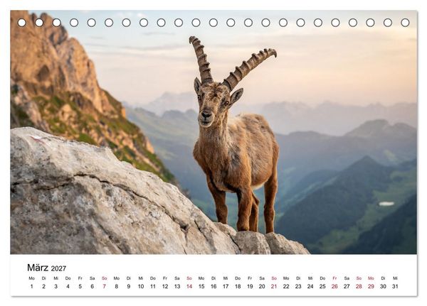Produktbild: Steinb&ouml;cke - Eindr&uuml;ckliche K&ouml;nige der Alpen (Tischkalender 2027 DIN A5 quer), CALVENDO Monatskalender