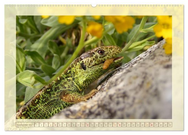 Produktbild: Minisaurier im Garten (Wandkalender 2027 DIN A2 quer), CALVENDO Monatskalender