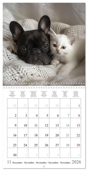 Produktbild: French Bulldogs (Wall Calendar 2026 12 &times; 12 Inch) CALVENDO 12 Month Wall Calendar