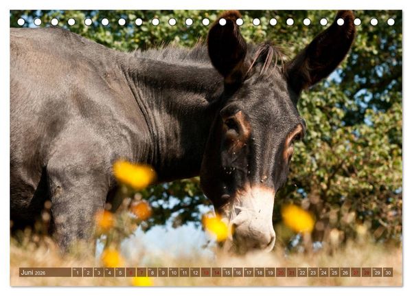 Produktbild: Esel - Sixtus Loreley (Tischkalender 2026 DIN A5 quer), CALVENDO Monatskalender
