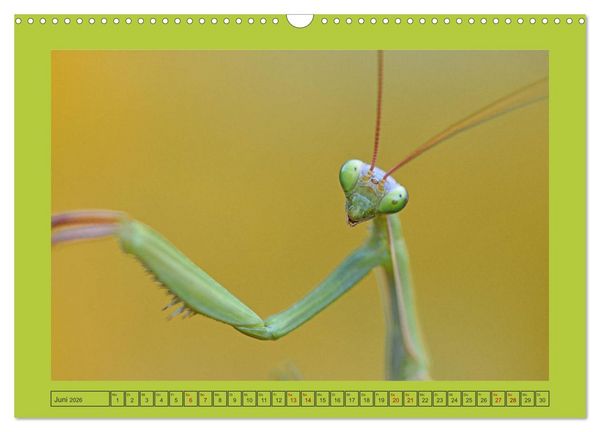 Produktbild: Die Gottesanbeterin Mantis Religiosa (Wandkalender 2026 DIN A3 quer), CALVENDO Monatskalender