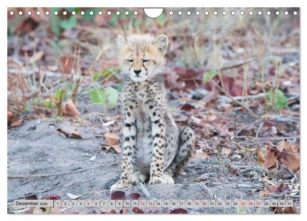 Produktbild: Geparden - schnelle J&auml;ger (Wandkalender 2026 DIN A4 quer), CALVENDO Monatskalender