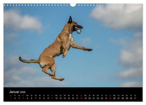 Produktbild: Belgischer Sch&auml;ferhund - Der Malinois in Action (Wandkalender 2026 DIN A3 quer), CALVENDO Monatskalender