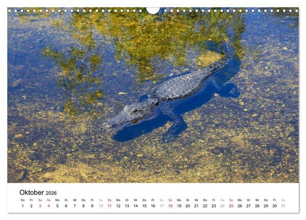 Produktbild: Unter der Sonne Floridas (Wandkalender 2026 DIN A3 quer), CALVENDO Monatskalender