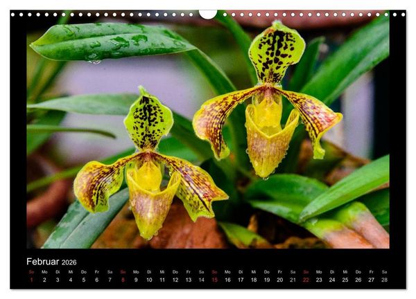 Produktbild: Wunderbare Orchideen (Wandkalender 2026 DIN A3 quer), CALVENDO Monatskalender