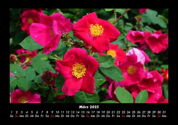 Produktbild: Blumentr&auml;ume 2025 Fotokalender DIN A3