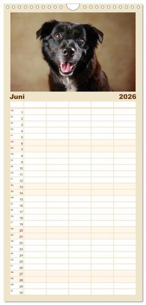 Produktbild: Familienplaner 2026 - Charmante Australian Shepherds mit 5 Spalten (Wandkalender, 21 x 45 cm) CALVENDO