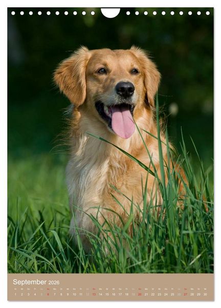 Produktbild: Golden Retriever (Wandkalender 2026 DIN A4 hoch), CALVENDO Monatskalender