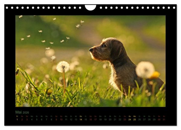 Produktbild: Elli Pirelli... aus dem Leben eines fr&ouml;hlichen Pinscher-Dackel-M&auml;dels (Wandkalender 2026 DIN A4 quer), CALVENDO Monatskalender