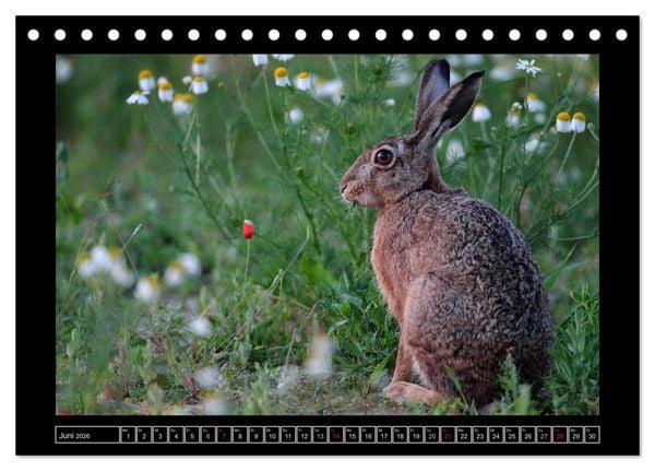 Produktbild: Feldhasen - Meister Lampe in Franken (Tischkalender 2026 DIN A5 quer), CALVENDO Monatskalender