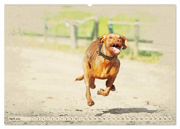 Produktbild: Magyar Vizsla 2026 (hochwertiger Premium Wandkalender 2026 DIN A2 quer), Kunstdruck in Hochglanz