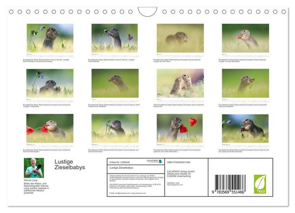 Produktbild: Lustige Zieselbabys (Wandkalender 2027 DIN A4 quer), CALVENDO Monatskalender