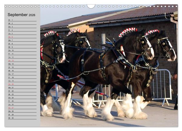 Produktbild: Das Shire Horse. Impressionen (Wandkalender 2026 DIN A3 quer), CALVENDO Monatskalender