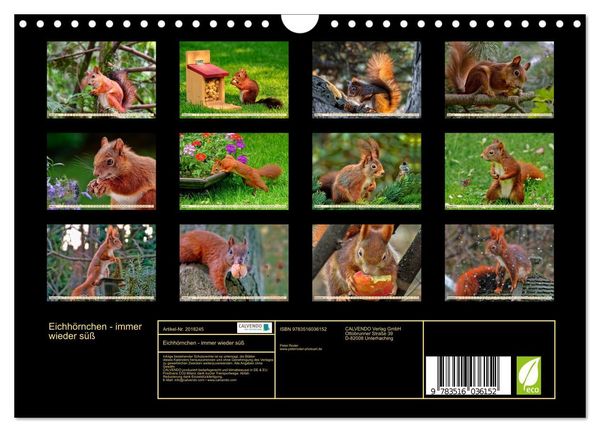 Produktbild: Eichh&ouml;rnchen - immer wieder s&uuml;&szlig; (Wandkalender 2026 DIN A4 quer), CALVENDO Monatskalender