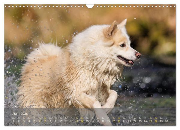 Produktbild: Mein isl&auml;ndischer Wasserhund (Wandkalender 2026 DIN A3 quer), CALVENDO Monatskalender