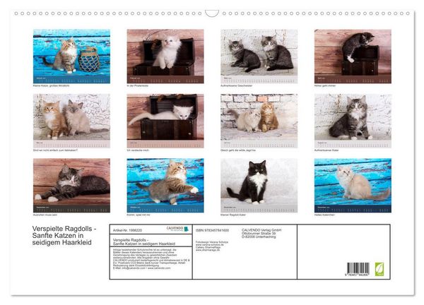 Produktbild: Verspielte Ragdolls - Sanfte Katzen in seidigem Haarkleid (Wandkalender 2026 DIN A2 quer), CALVENDO Monatskalender