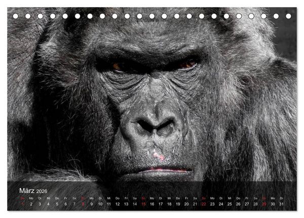 Produktbild: Gorillas. Friedliebende Kraftpakete (Tischkalender 2026 DIN A5 quer), CALVENDO Monatskalender