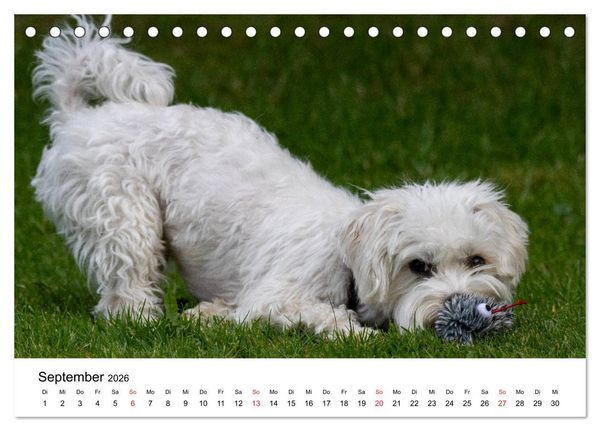 Produktbild: Moritz, der freche Malteser (Tischkalender 2026 DIN A5 quer), CALVENDO Monatskalender