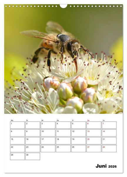 Produktbild: Hummeln und Bienen Terminplaner (Wandkalender 2026 DIN A3 hoch), CALVENDO Monatskalender