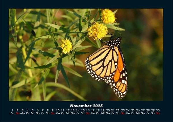 Produktbild: Blumentr&auml;ume 2025 Fotokalender DIN A4