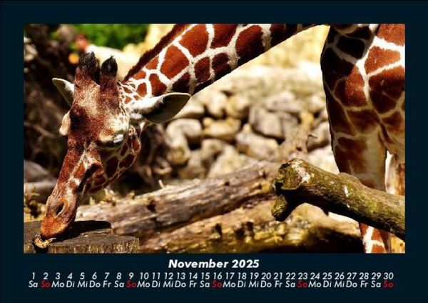 Produktbild: Giraffen 2025 Fotokalender DIN A5
