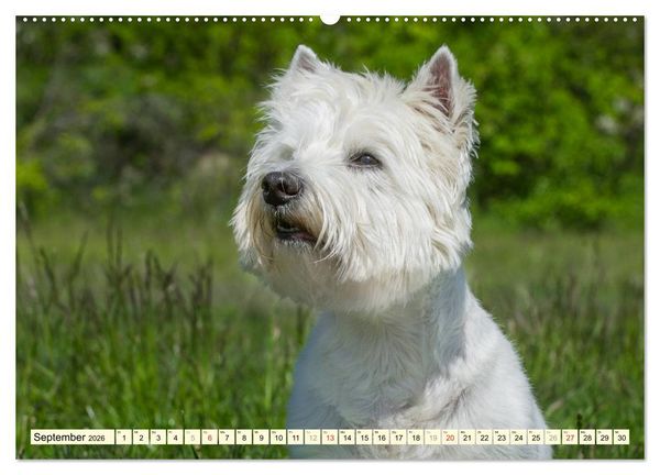 Produktbild: Kobold auf 4 Pfoten - West Highland White Terrier (Wandkalender 2026 DIN A2 quer), CALVENDO Monatskalender