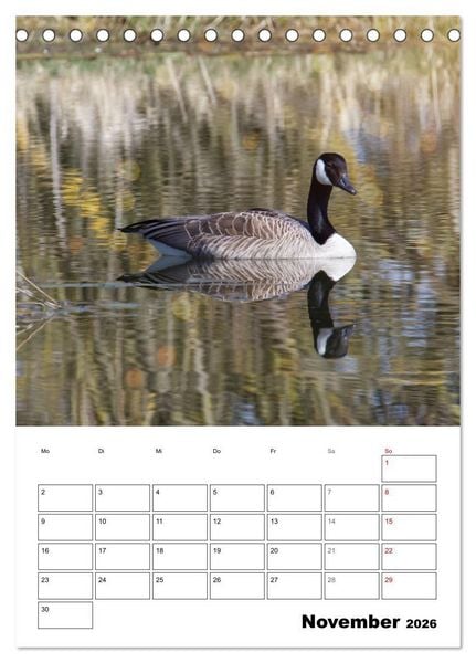 Produktbild: G&auml;nse, geliebte Wasserv&ouml;gel (Tischkalender 2026 DIN A5 hoch), CALVENDO Monatskalender
