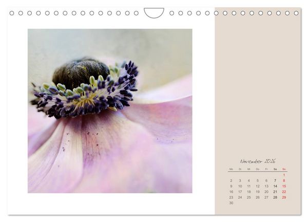 Produktbild: Bl&uuml;tentr&auml;ume (Wandkalender 2026 DIN A4 quer), CALVENDO Monatskalender