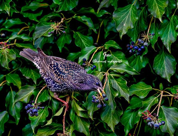Produktbild: Unsere Gartenv&ouml;gel 2027