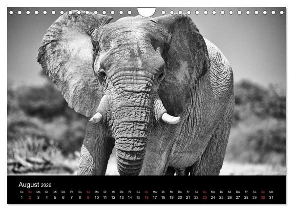 Produktbild: Elefanten Schwarz - Weiss (Wandkalender 2026 DIN A4 quer), CALVENDO Monatskalender