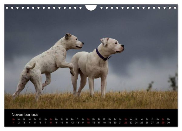 Produktbild: American Bulldog - stolz, loyal, einzigartig (Wandkalender 2026 DIN A4 quer), CALVENDO Monatskalender