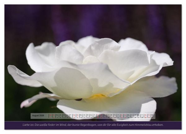 Produktbild: Rosen, Liebe ist (Wandkalender 2026 DIN A4 quer), CALVENDO Monatskalender