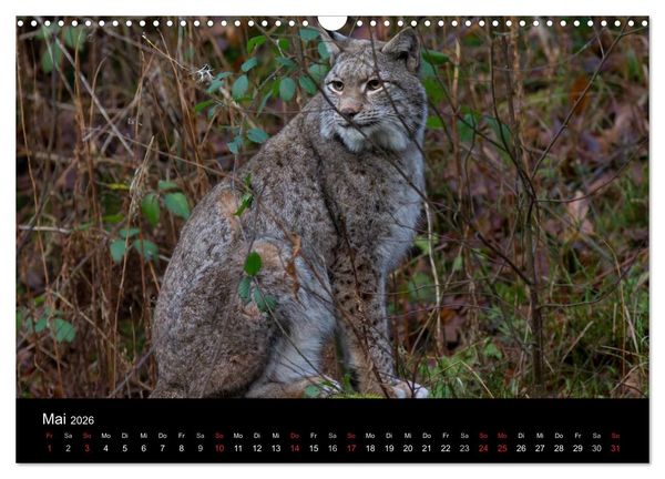 Produktbild: Der Luchs (Wandkalender 2026 DIN A3 quer), CALVENDO Monatskalender