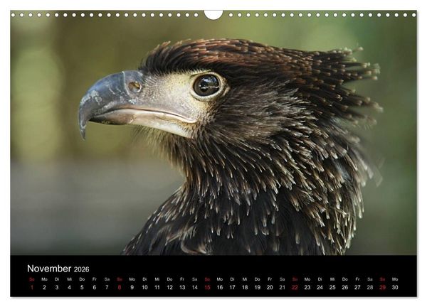 Produktbild: Greifv&ouml;gel (Wandkalender 2026 DIN A3 quer), CALVENDO Monatskalender